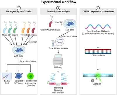 Investigation of Campylobacter concisus gastric epithelial pathogenicity using AGS cells